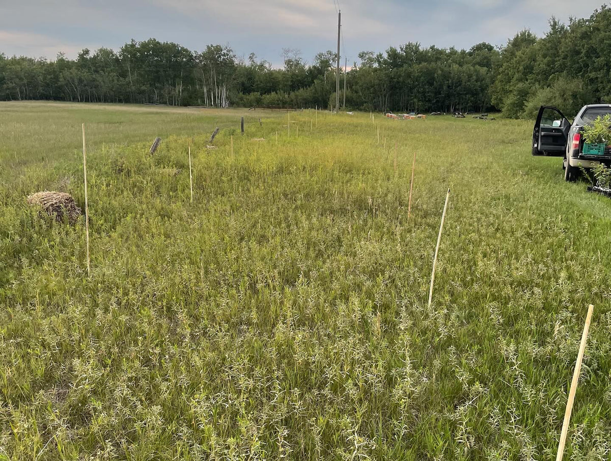 started some orchard rows of plums and a block of apples, image 4 of 4