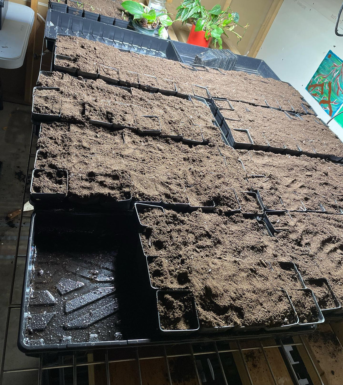 started the winter garden