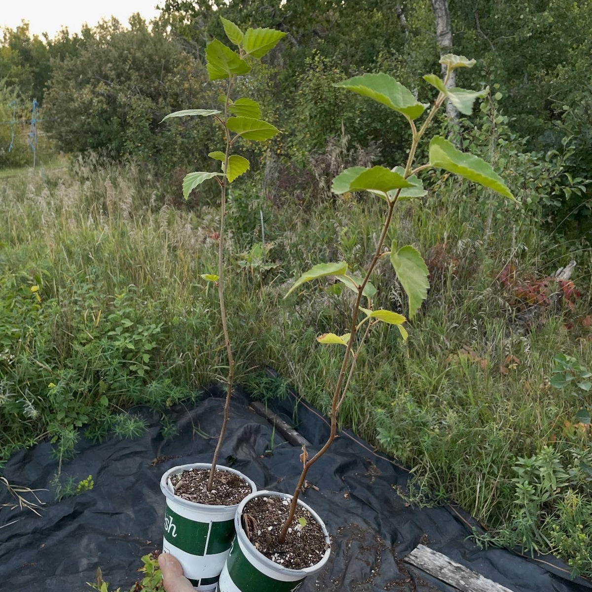 starting in an fall photos, image 6 of 7