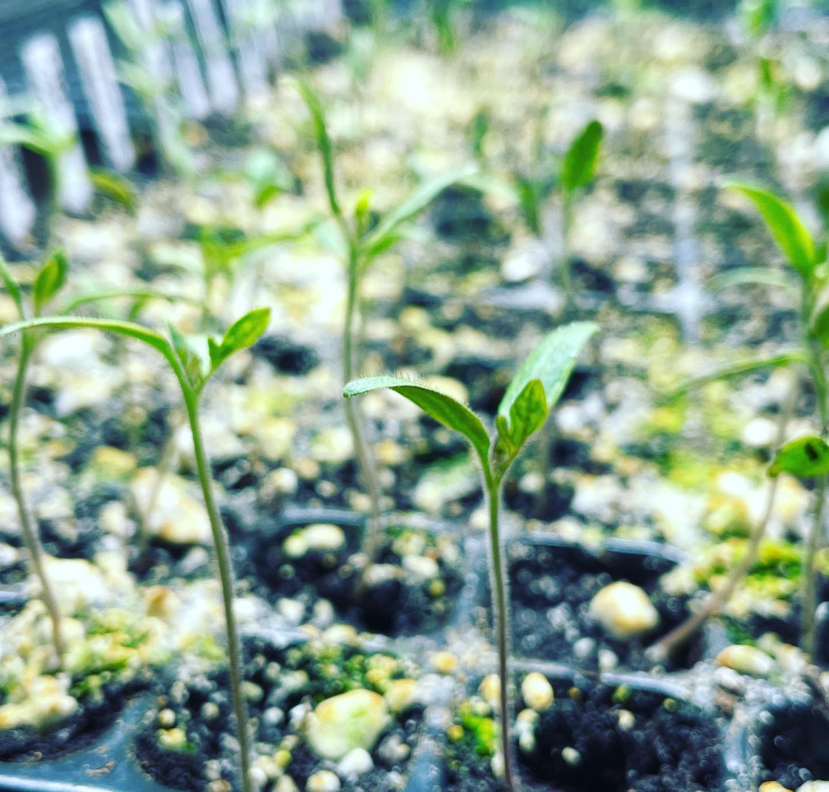 starting tomatoes early, this year a dozen heirloom varieties