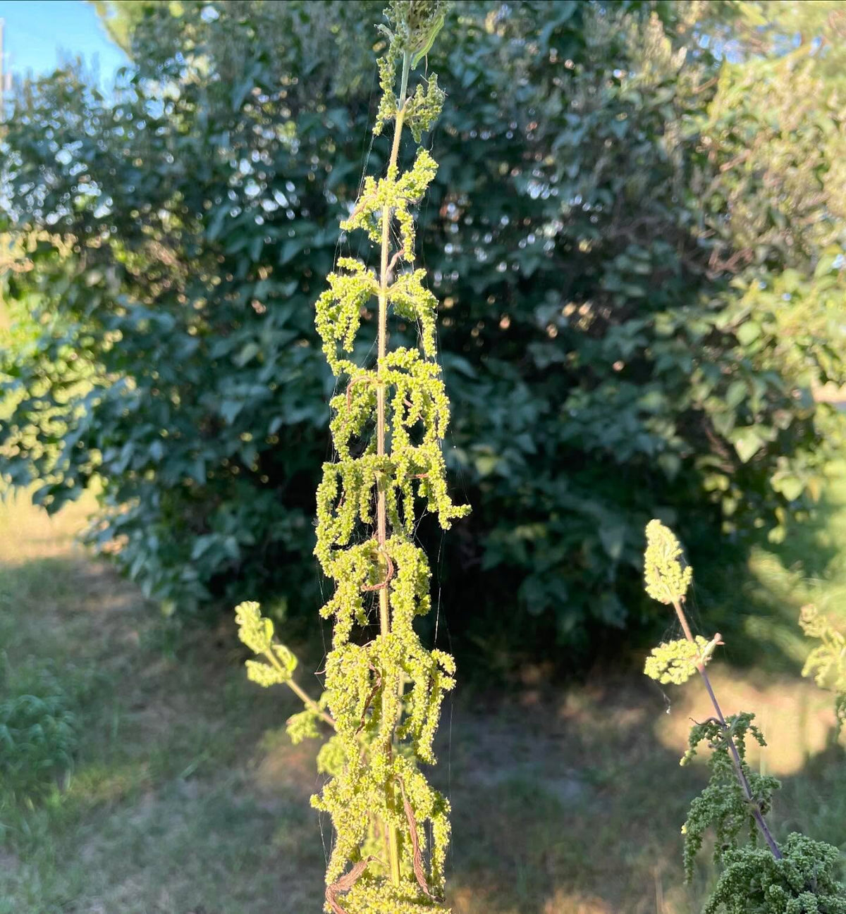 stinging nettle, right now the seeds/pods are green, this is a good time to collect them for tea or all of the medicinal, image 1 of 2