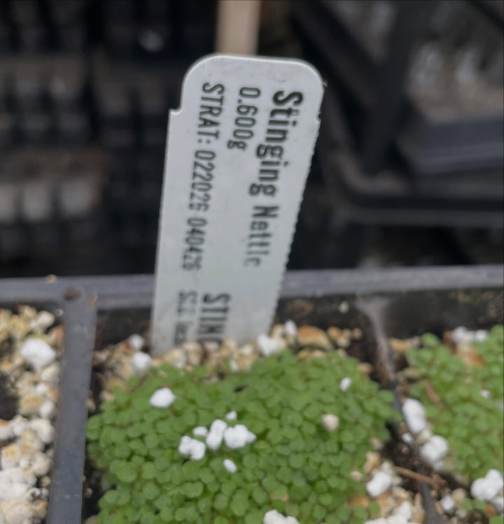 stinging nettle seeds coming up, image 2 of 2