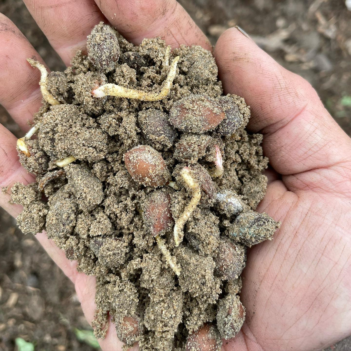 stratified prunus americana seeds before planting today