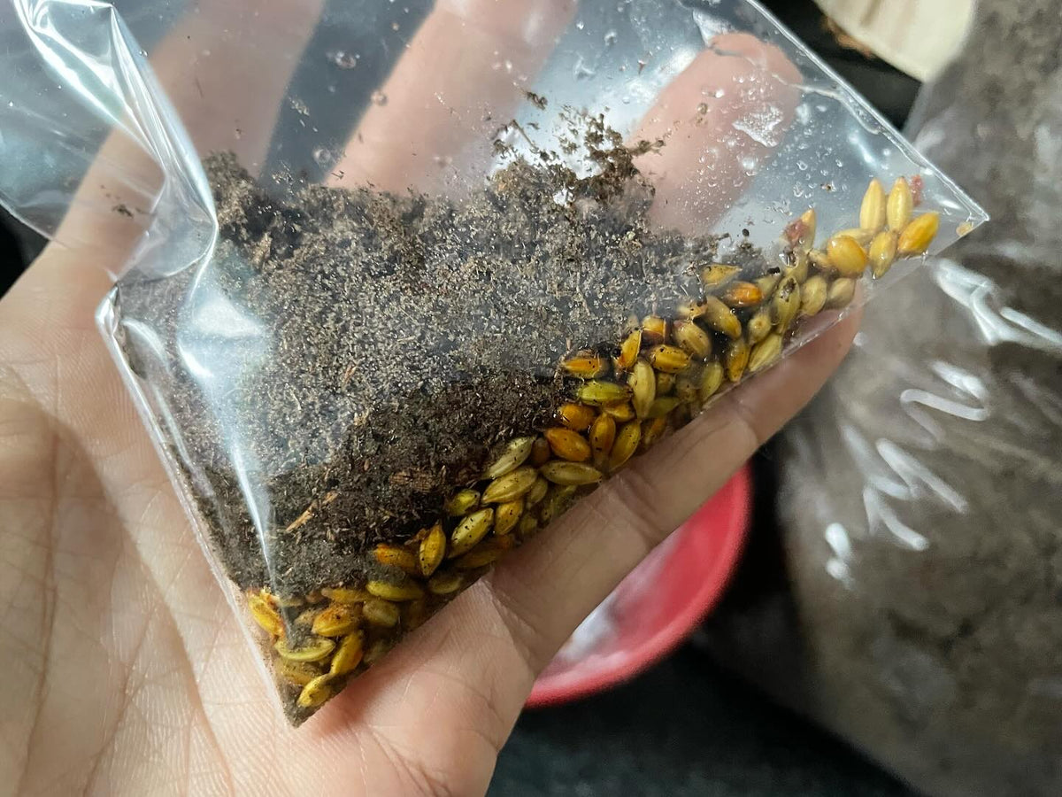 stratifying seeds for the spring, image 1 of 7