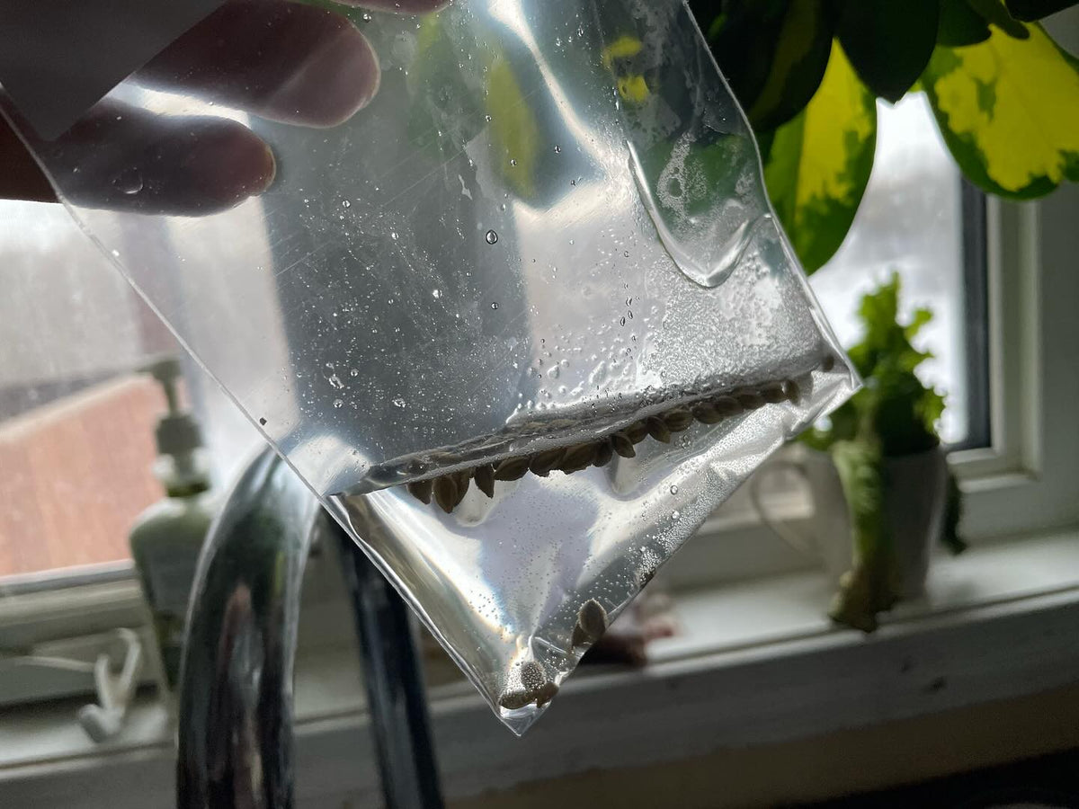 stratifying seeds for the spring, image 3 of 7