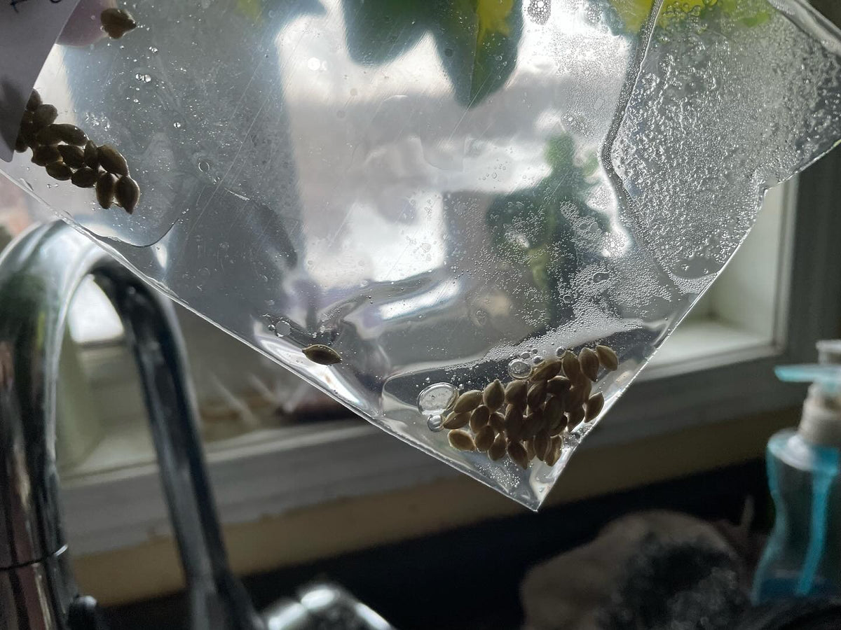 stratifying seeds for the spring, image 4 of 7