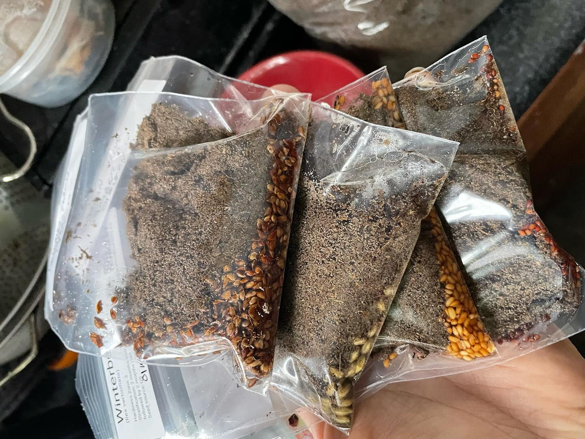 stratifying seeds for the spring, image 5 of 7