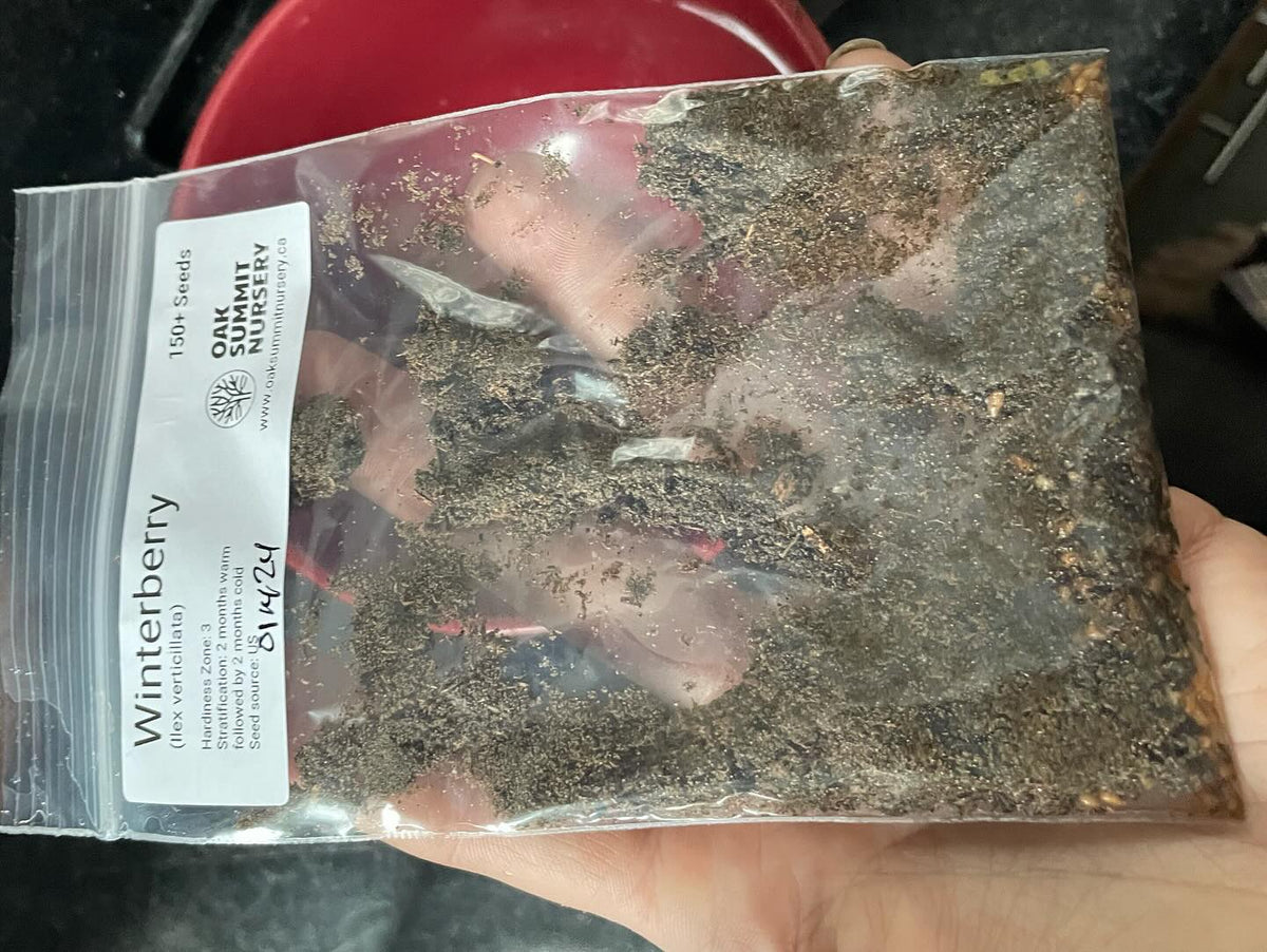 stratifying seeds for the spring, image 7 of 7