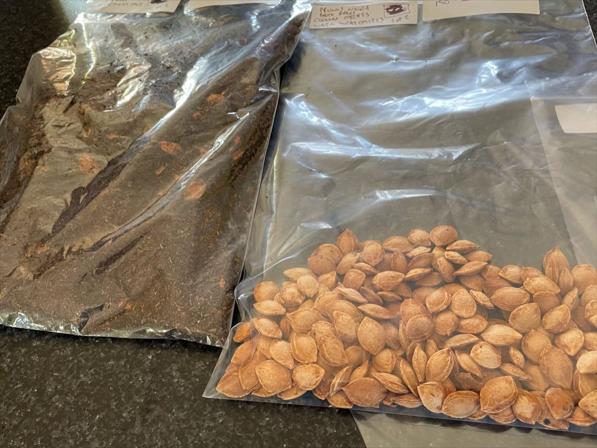 stratifying seeds, some need a month or more of warm strat before the cold, so I’m starting them inside, image 1 of 4