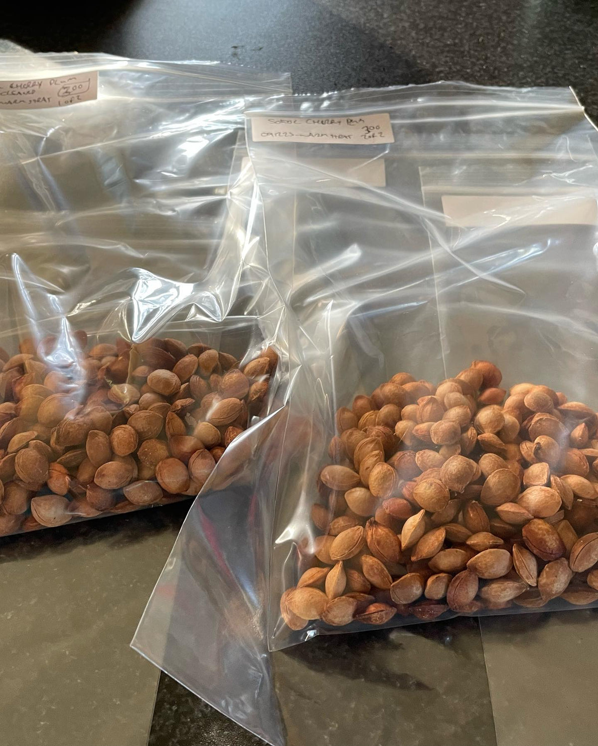 stratifying seeds, some need a month or more of warm strat before the cold, so I’m starting them inside, image 2 of 4