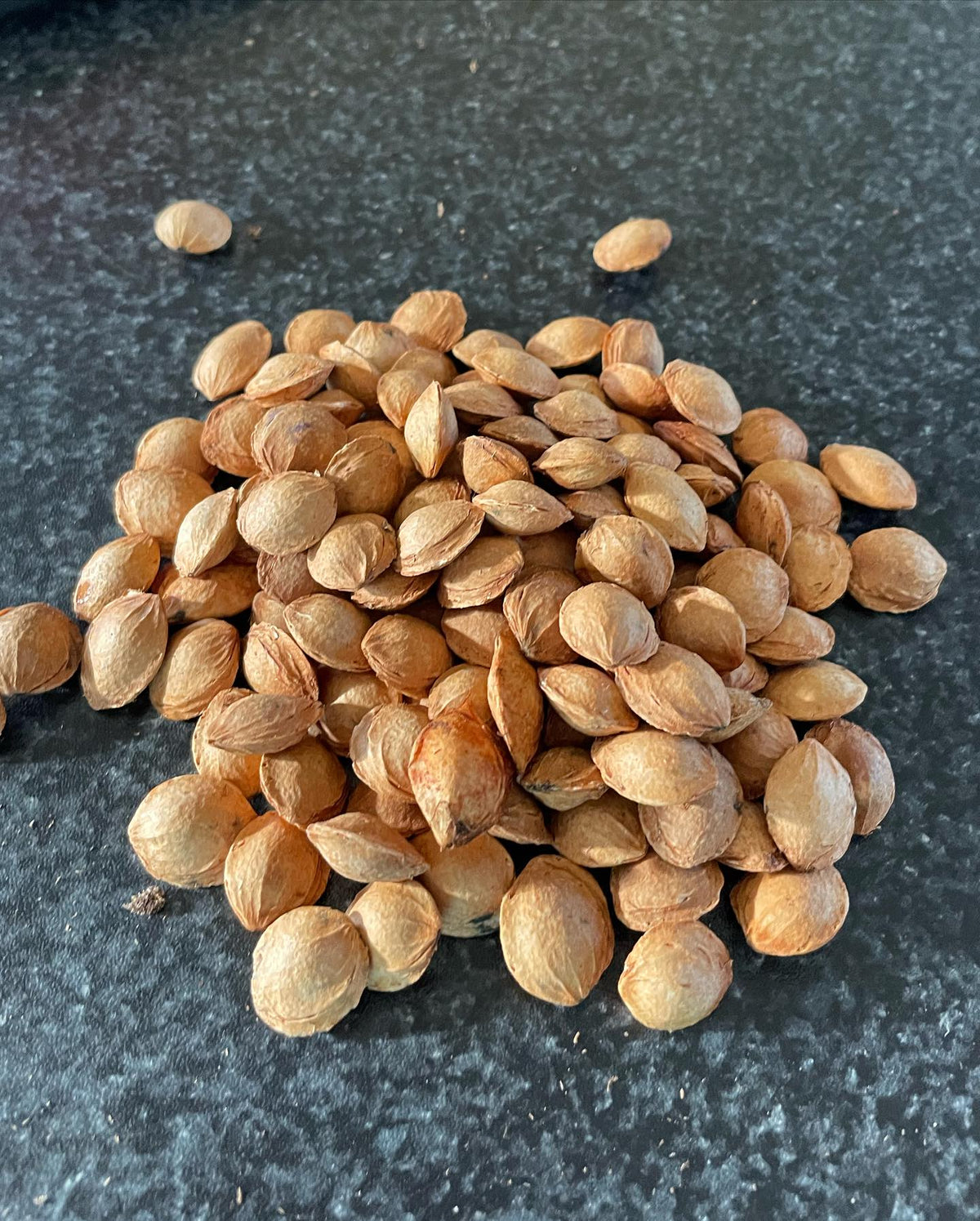 stratifying seeds, some need a month or more of warm strat before the cold, so I’m starting them inside, image 3 of 4