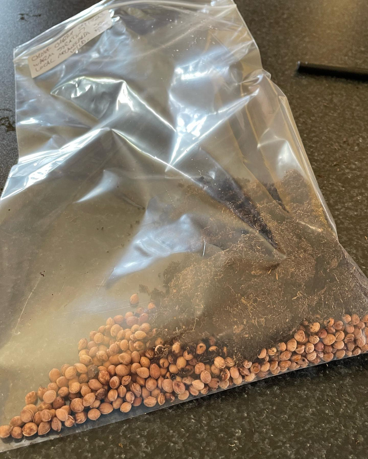 stratifying seeds, some need a month or more of warm strat before the cold, so I’m starting them inside, image 4 of 4