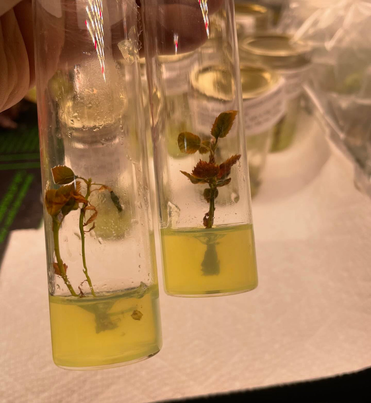 subculturing some american wild plum, image 1 of 3