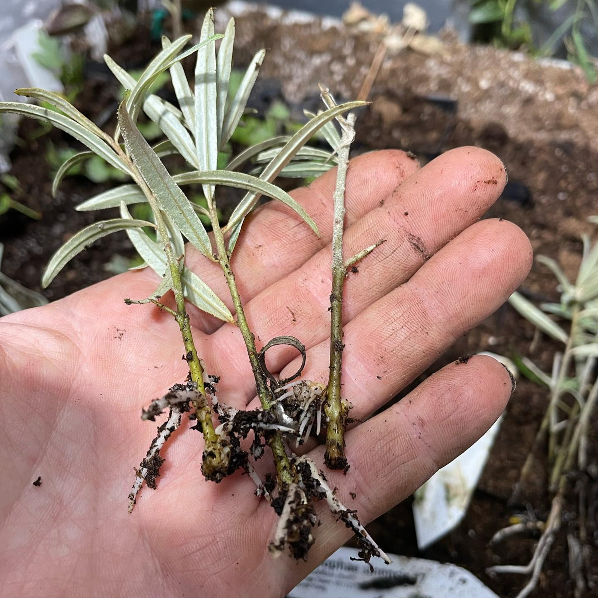 success rooting hippophae sinensis, the chinese sea buckthorn
