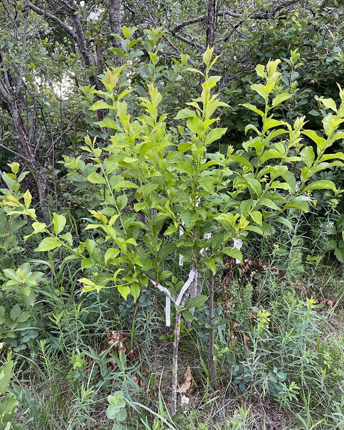 summer update for our plum on wild choke cherry grafts, image 1 of 3