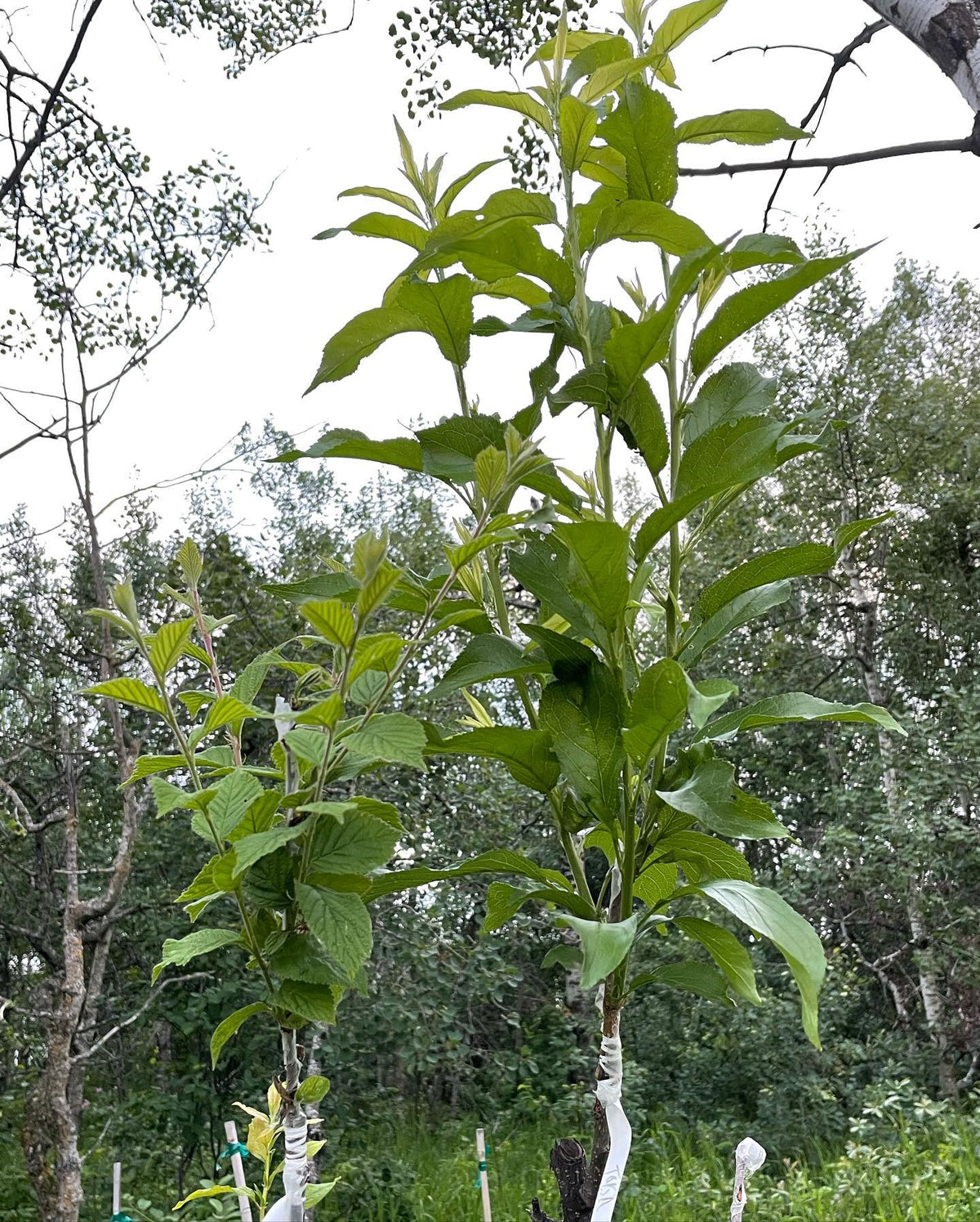 summer update for our plum on wild choke cherry grafts, image 2 of 3