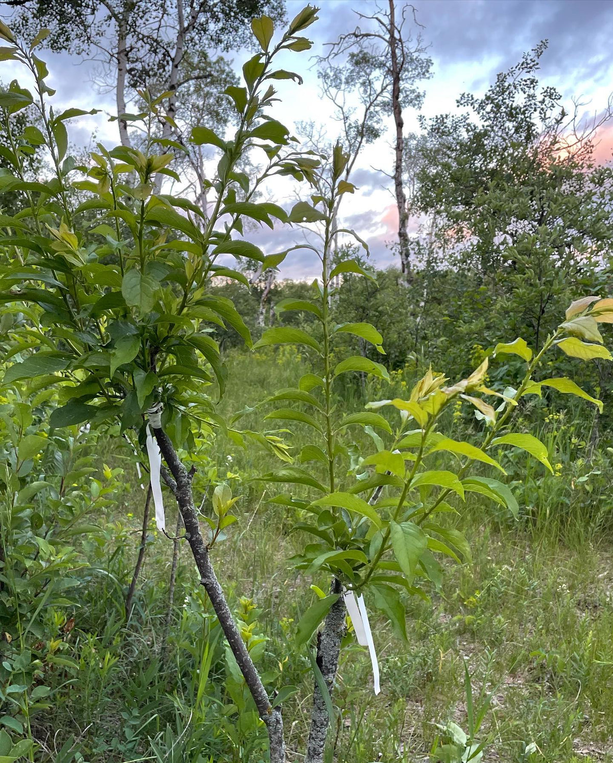 summer update for our plum on wild choke cherry grafts, image 3 of 3