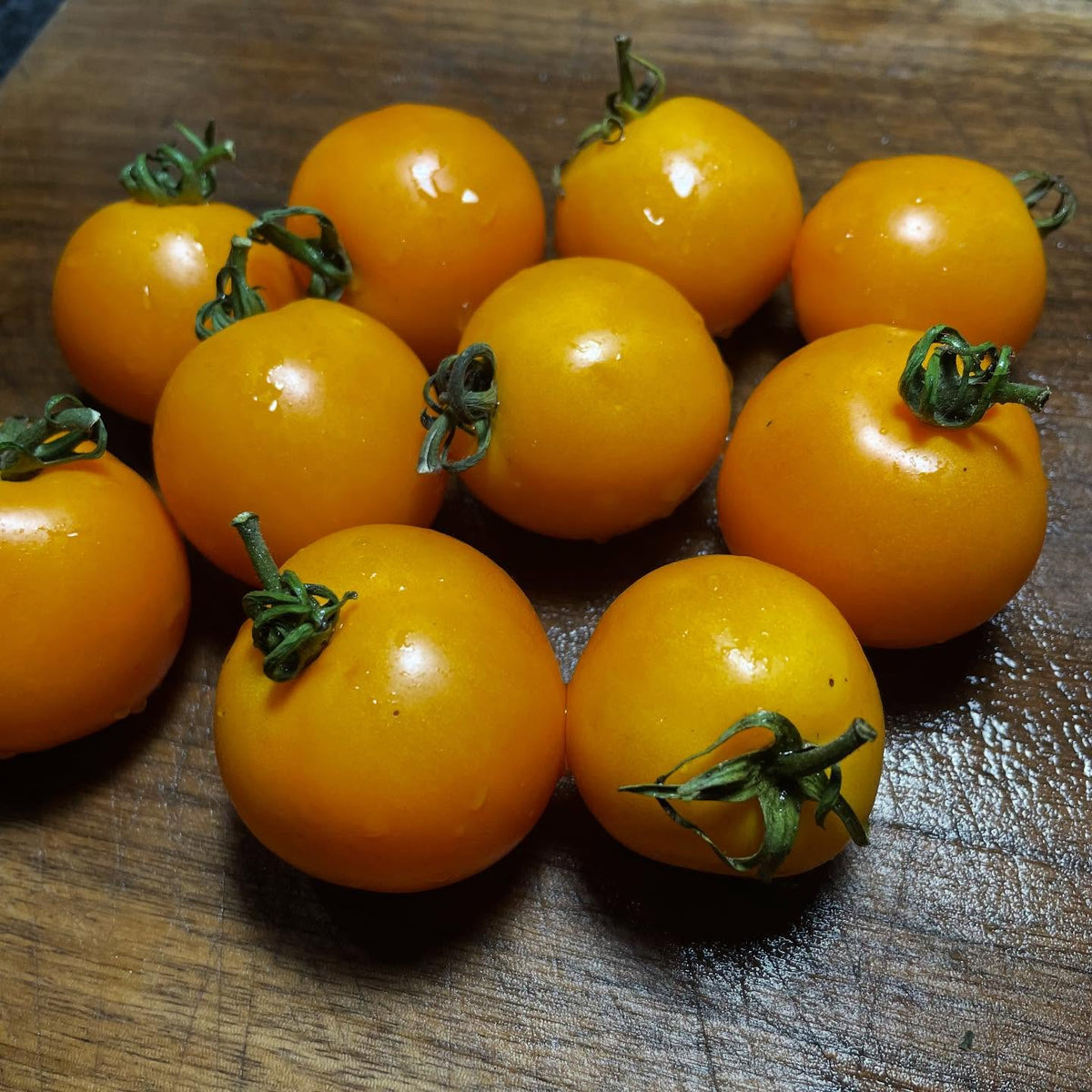 sun sugar xl tomatoes, I've been saving seed and growing them for about ten years now, image 1 of 4