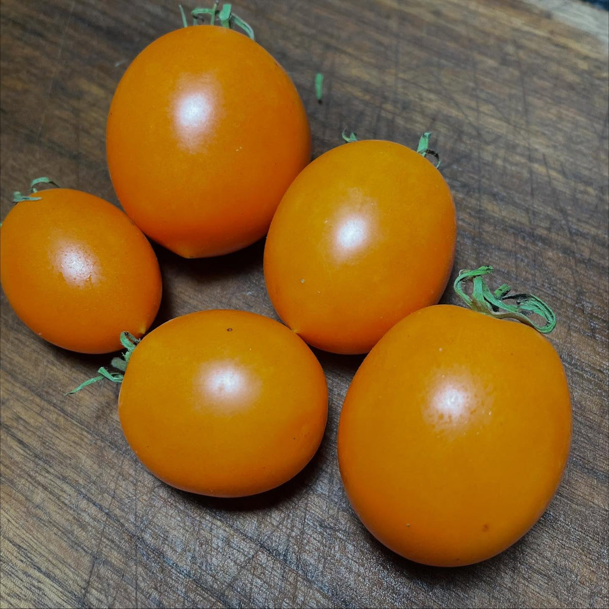 sun sugar xl tomatoes, I've been saving seed and growing them for about ten years now, image 3 of 4