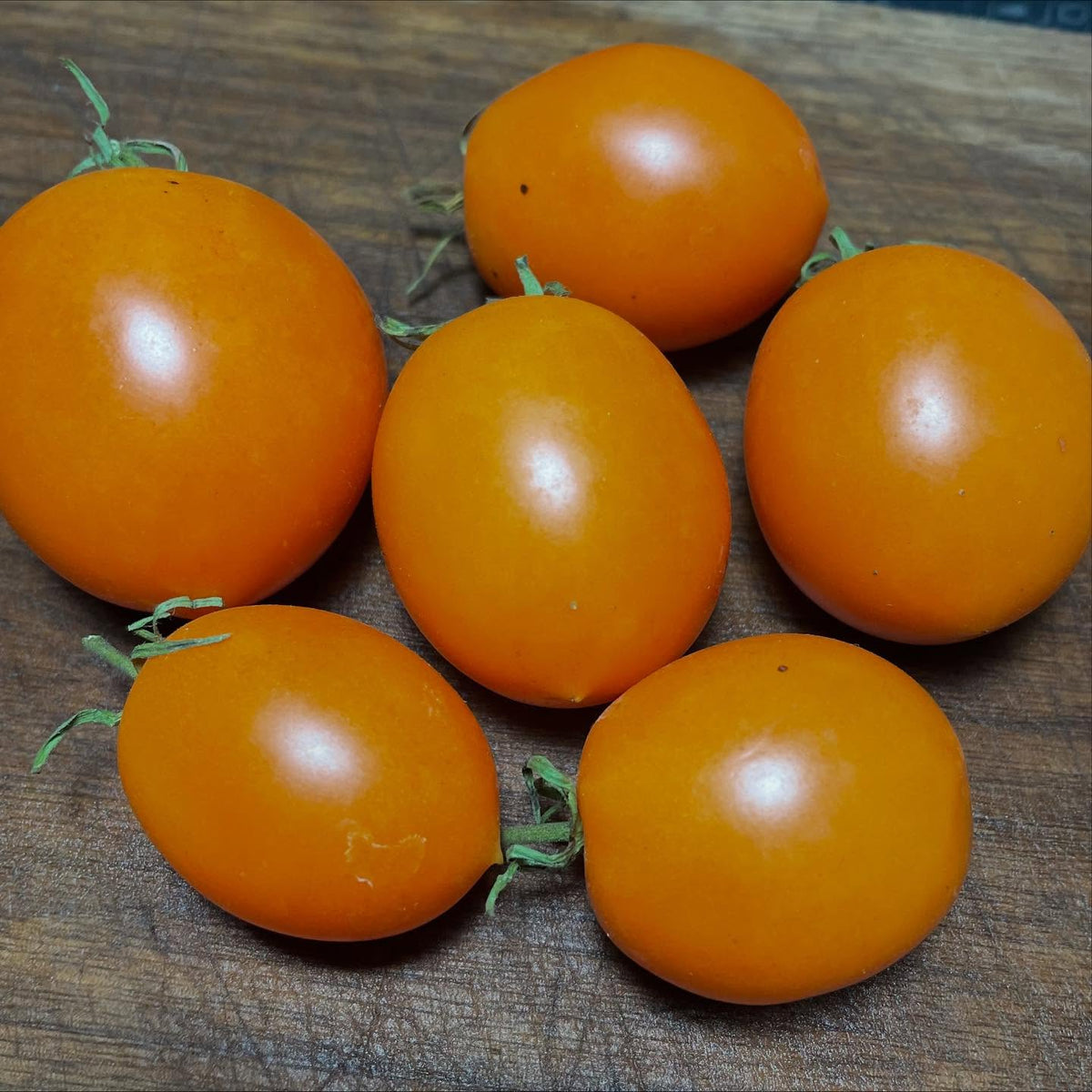 sun sugar xl tomatoes, I've been saving seed and growing them for about ten years now, image 4 of 4