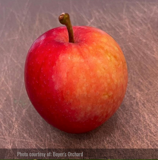 Pommier au lever du soleil