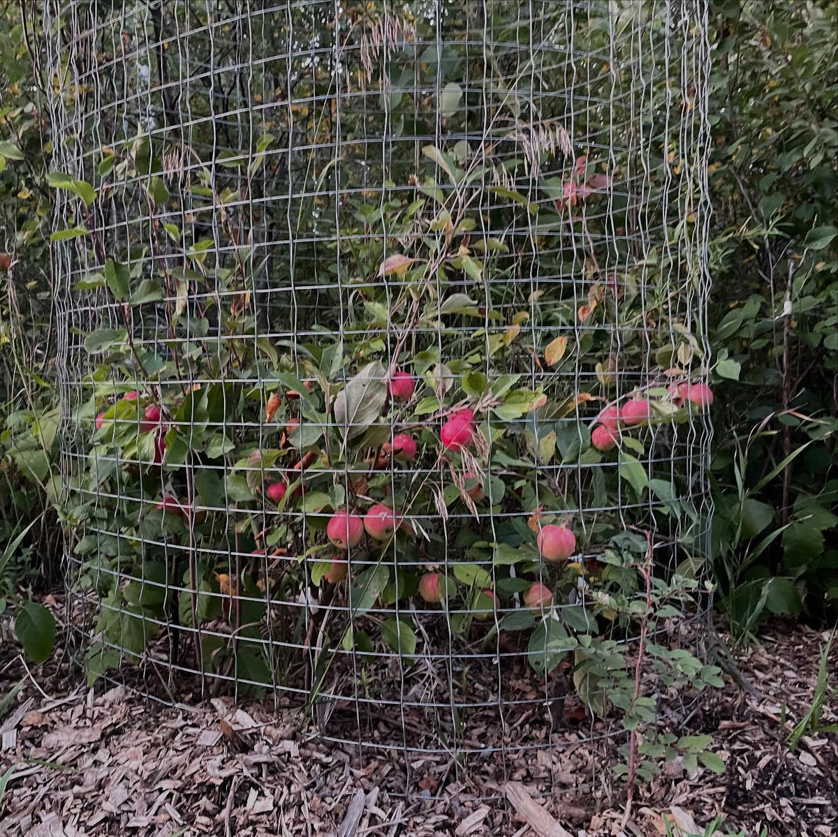 super dwarf apples, september ruby grafted onto saskatoon, image 1 of 6