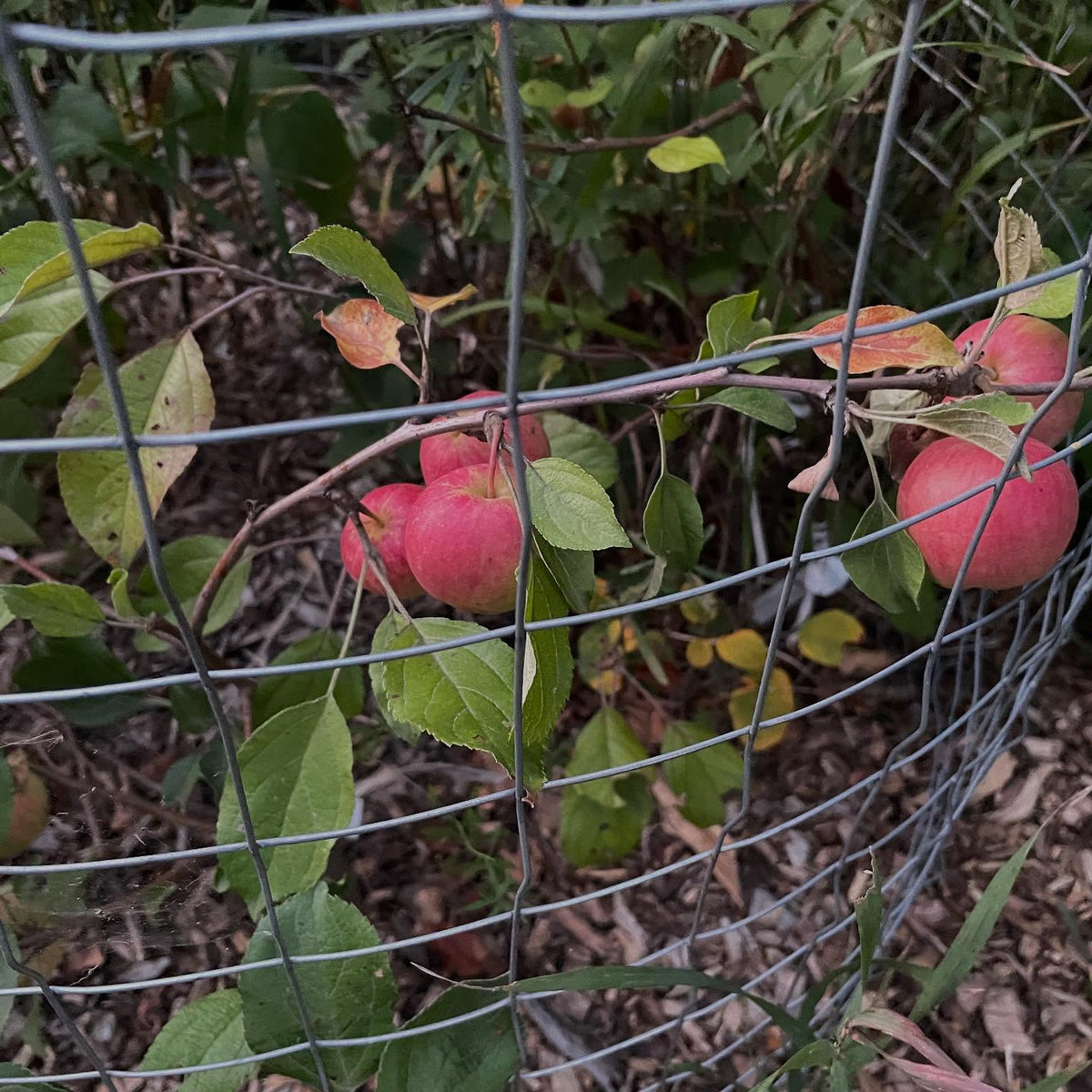 super dwarf apples, september ruby grafted onto saskatoon, image 2 of 6