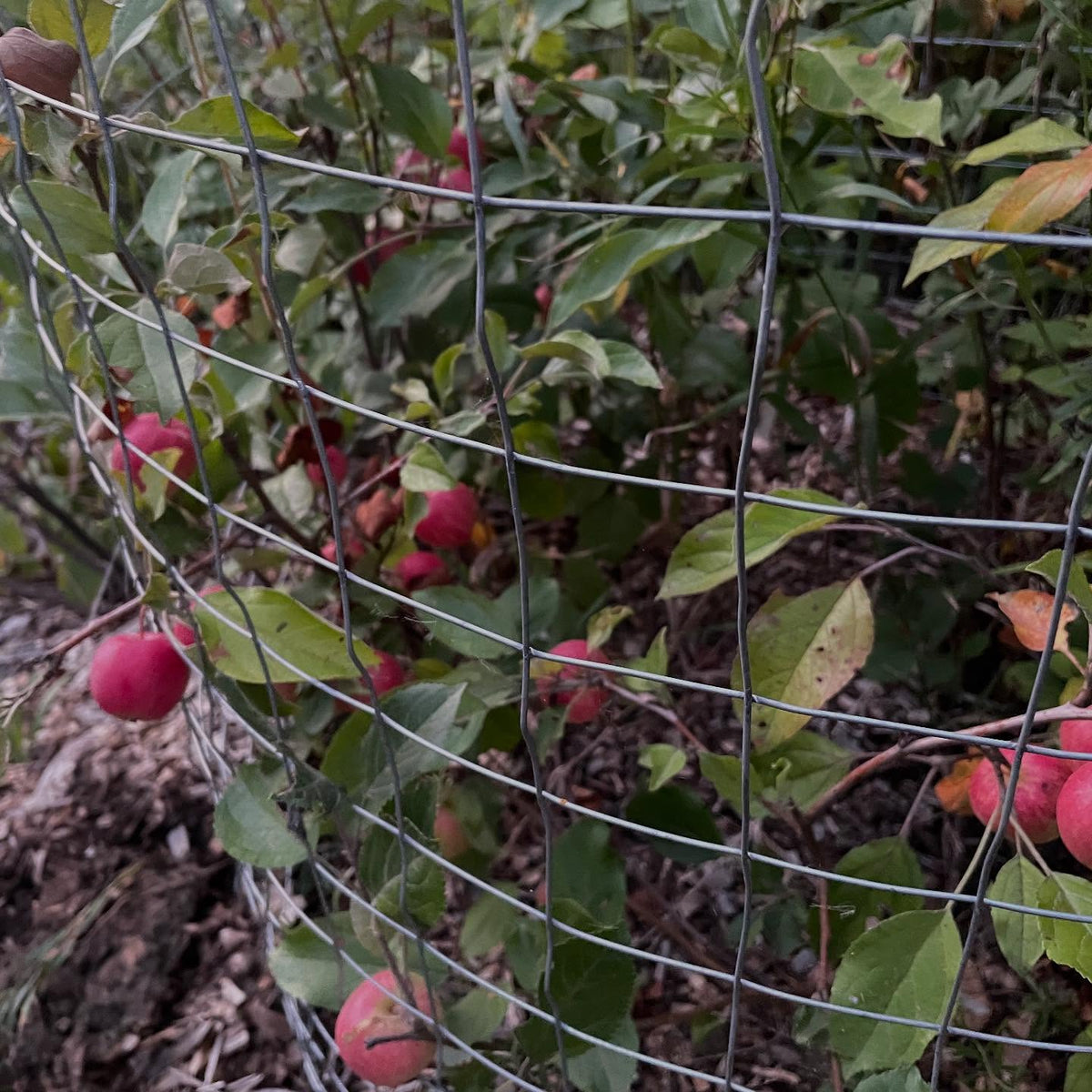 super dwarf apples, september ruby grafted onto saskatoon, image 3 of 6