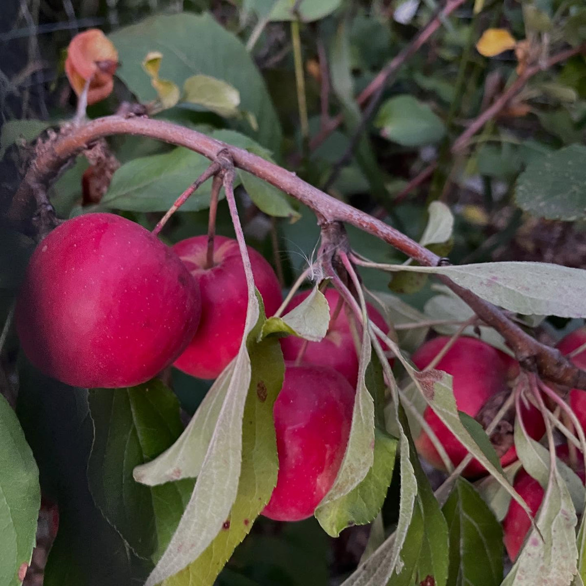 super dwarf apples, september ruby grafted onto saskatoon, image 4 of 6