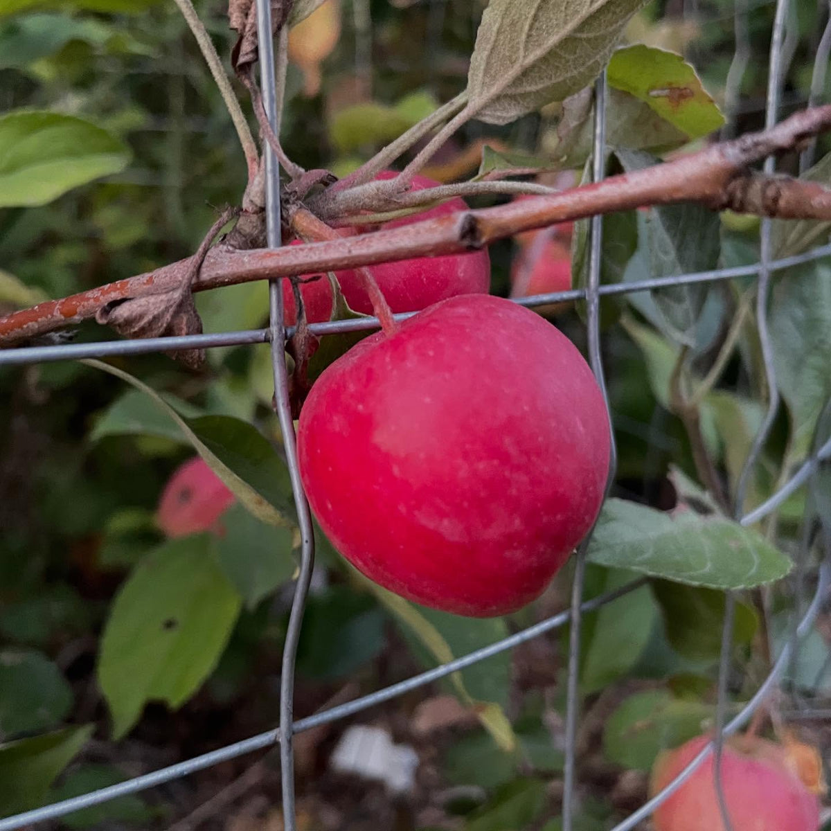 super dwarf apples, september ruby grafted onto saskatoon, image 5 of 6