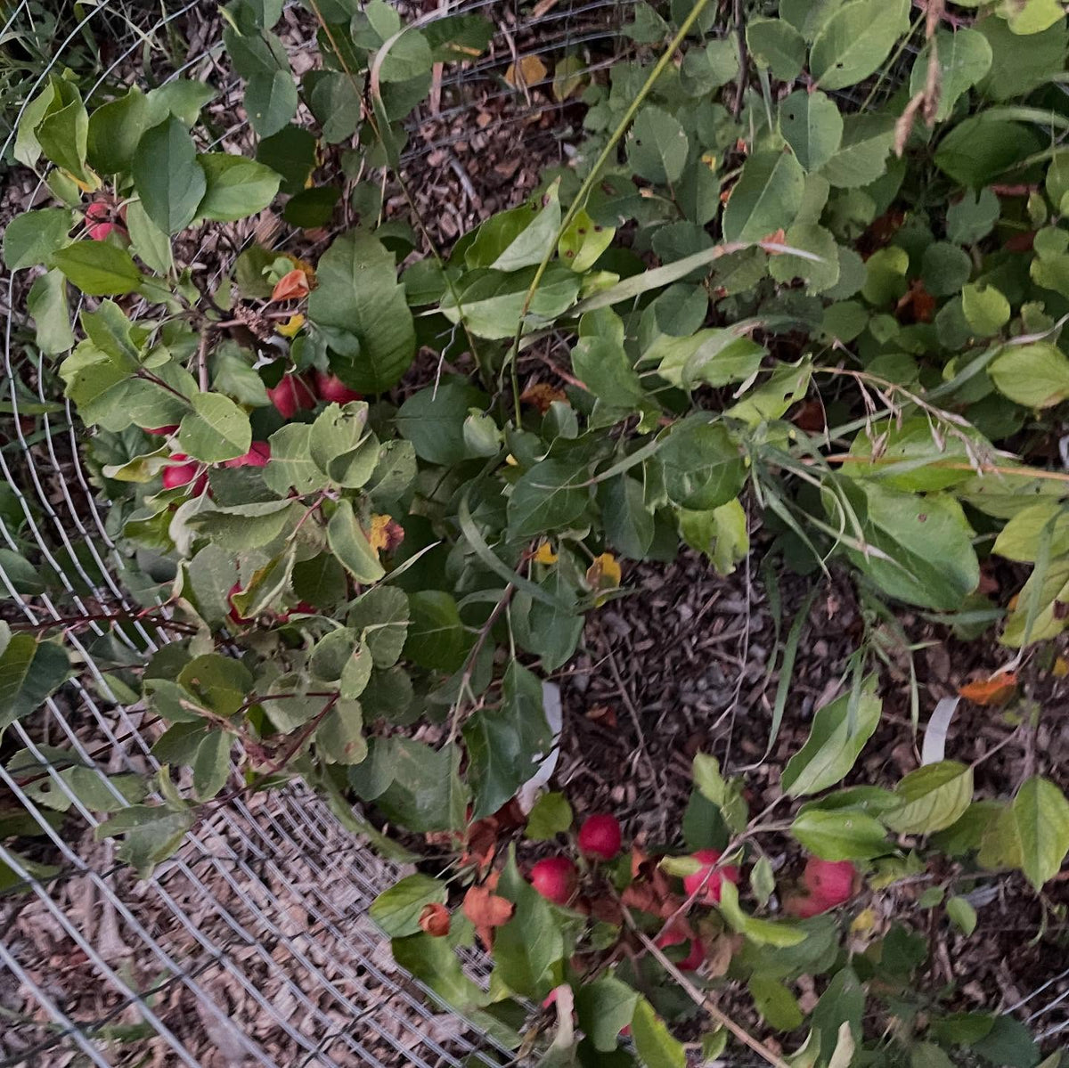 super dwarf apples, september ruby grafted onto saskatoon, image 6 of 6