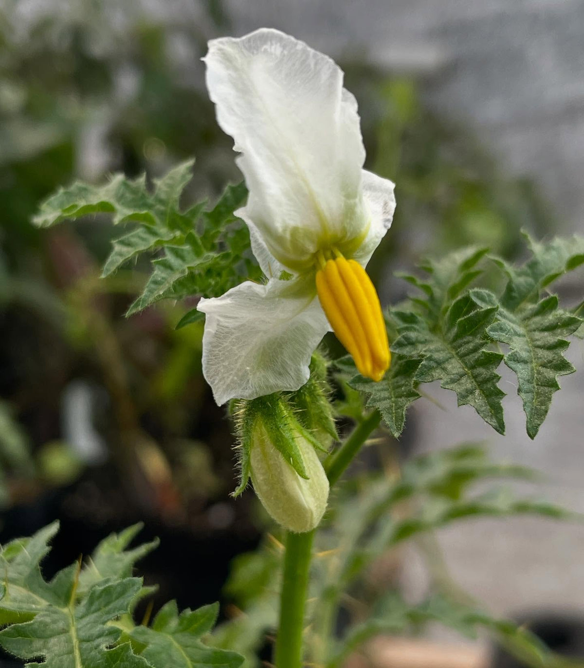 surprised by the cool flower on this lichi tomato, a spikey solanum species, image 1 of 3