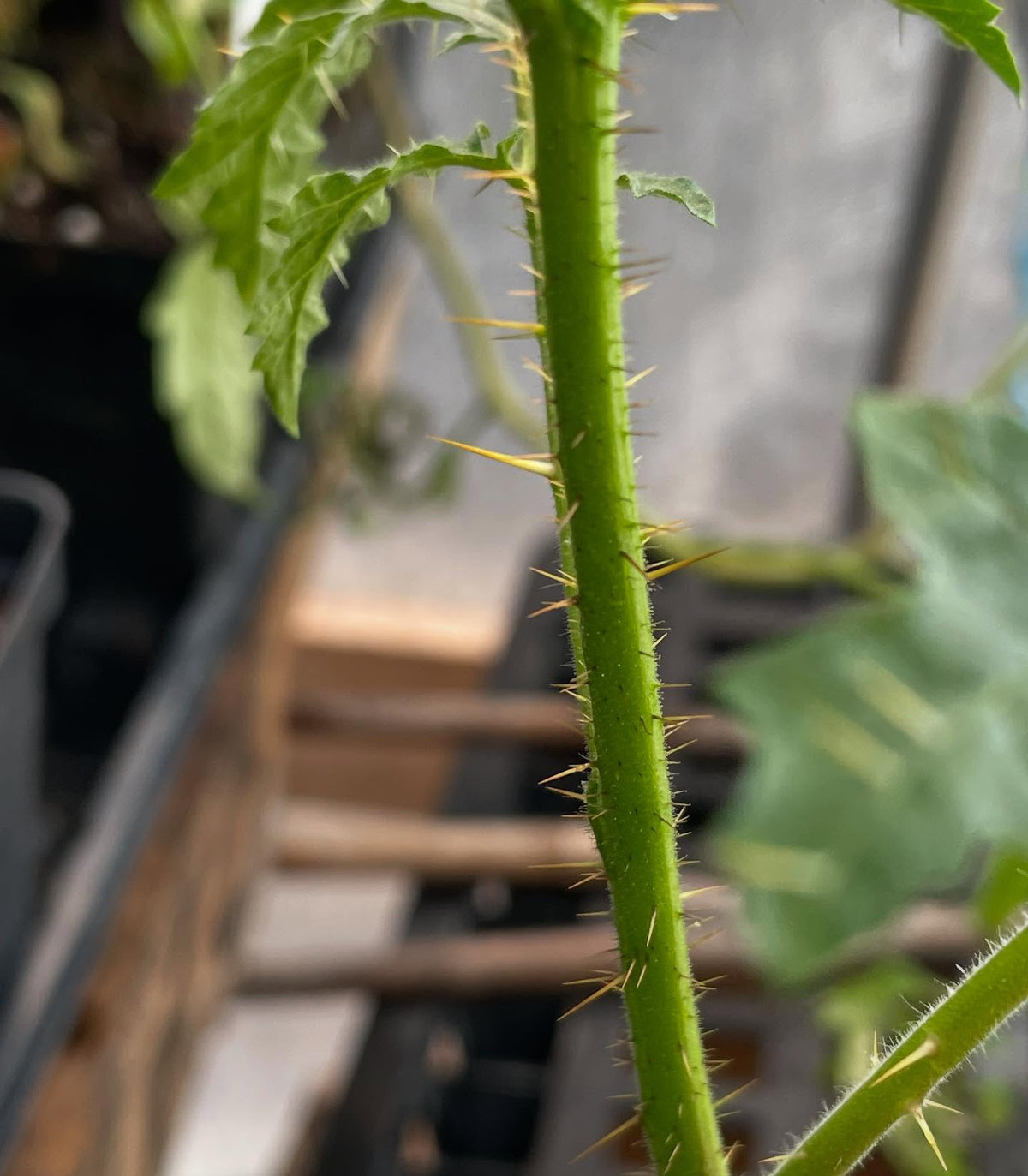 surprised by the cool flower on this lichi tomato, a spikey solanum species, image 2 of 3