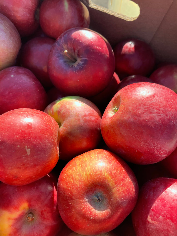 Sweet Sixteen apple fruit