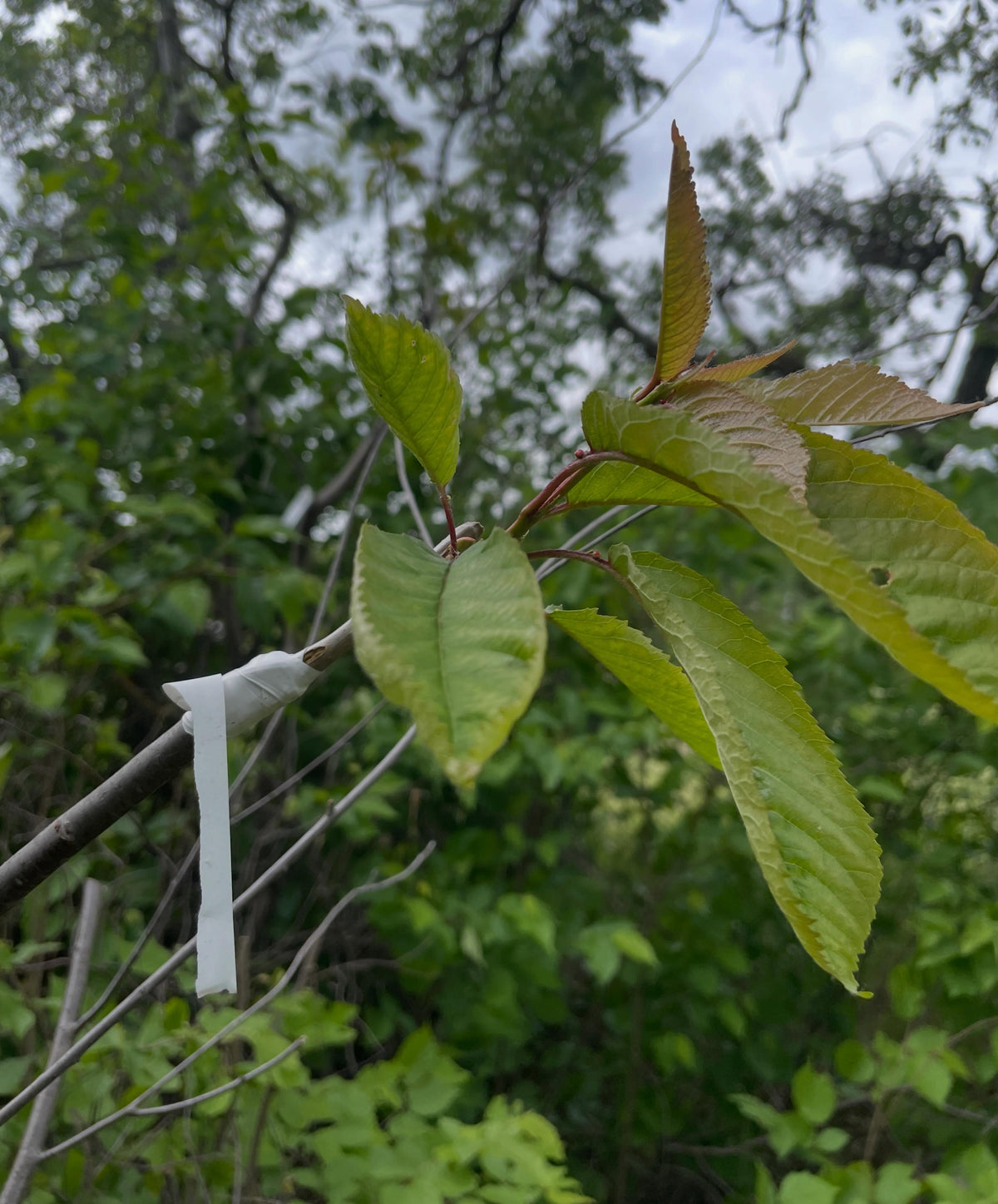 sweet cherry grafted to wild pin cherry