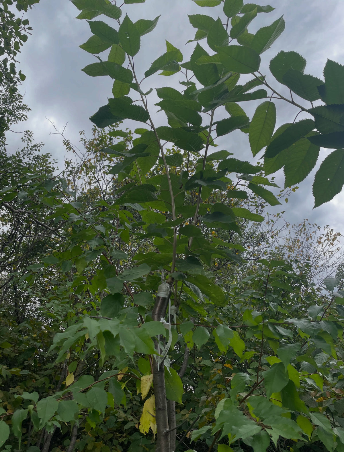 Sweet cherry grafts at the end of the season, photograph 1 of 7