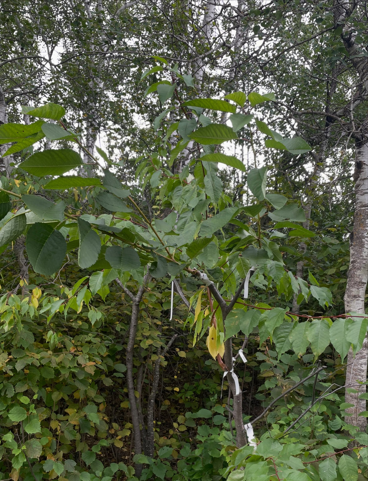 Sweet cherry grafts at the end of the season, photograph 3 of 7
