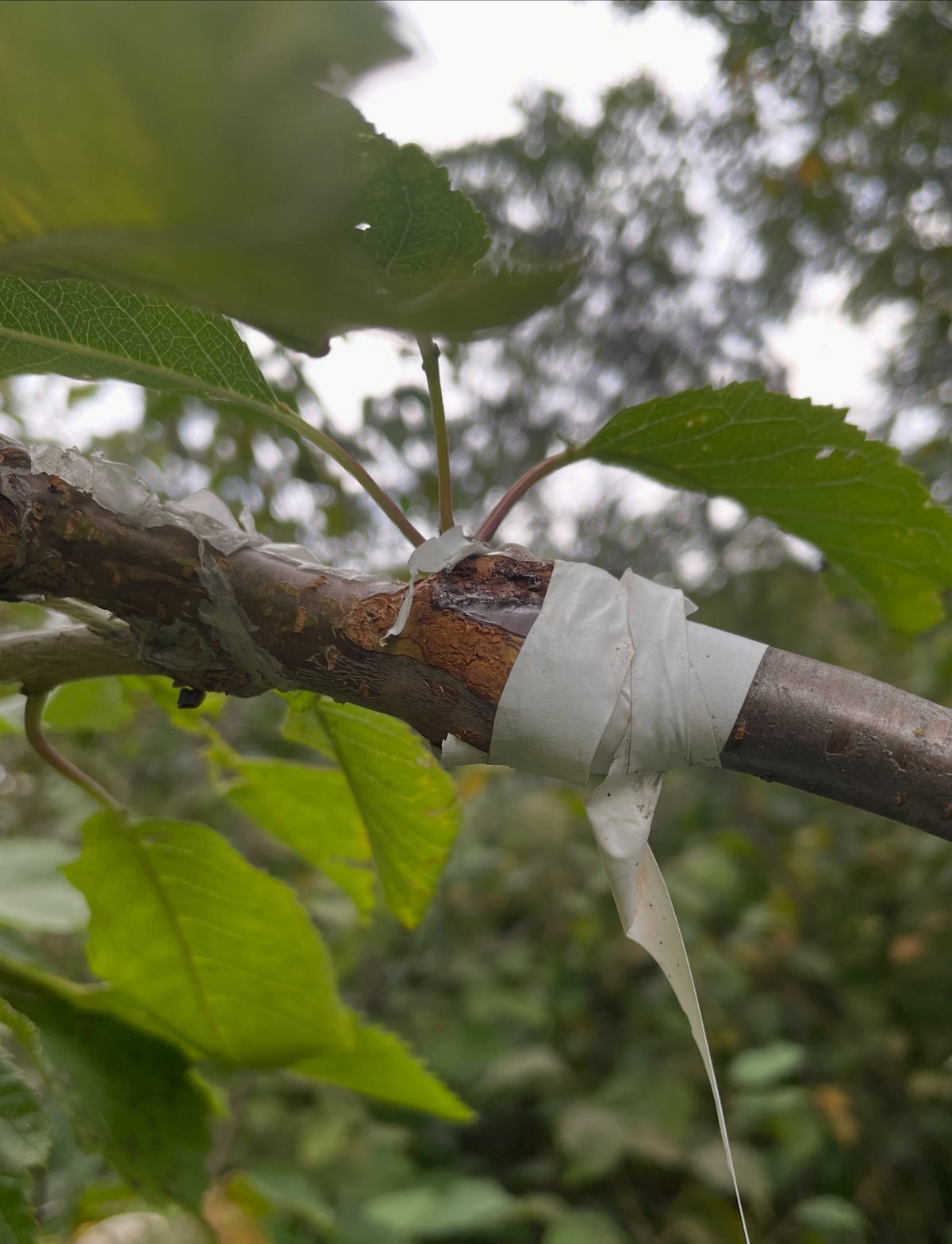 Sweet cherry grafts at the end of the season, photograph 4 of 7