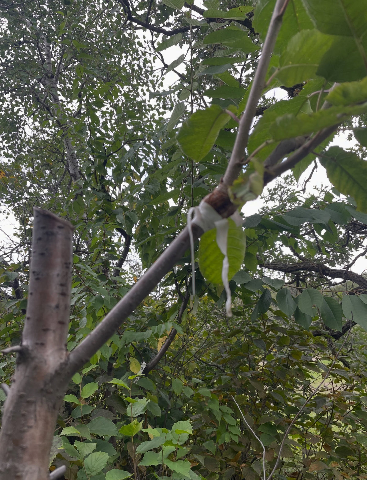 Sweet cherry grafts at the end of the season, photograph 5 of 7