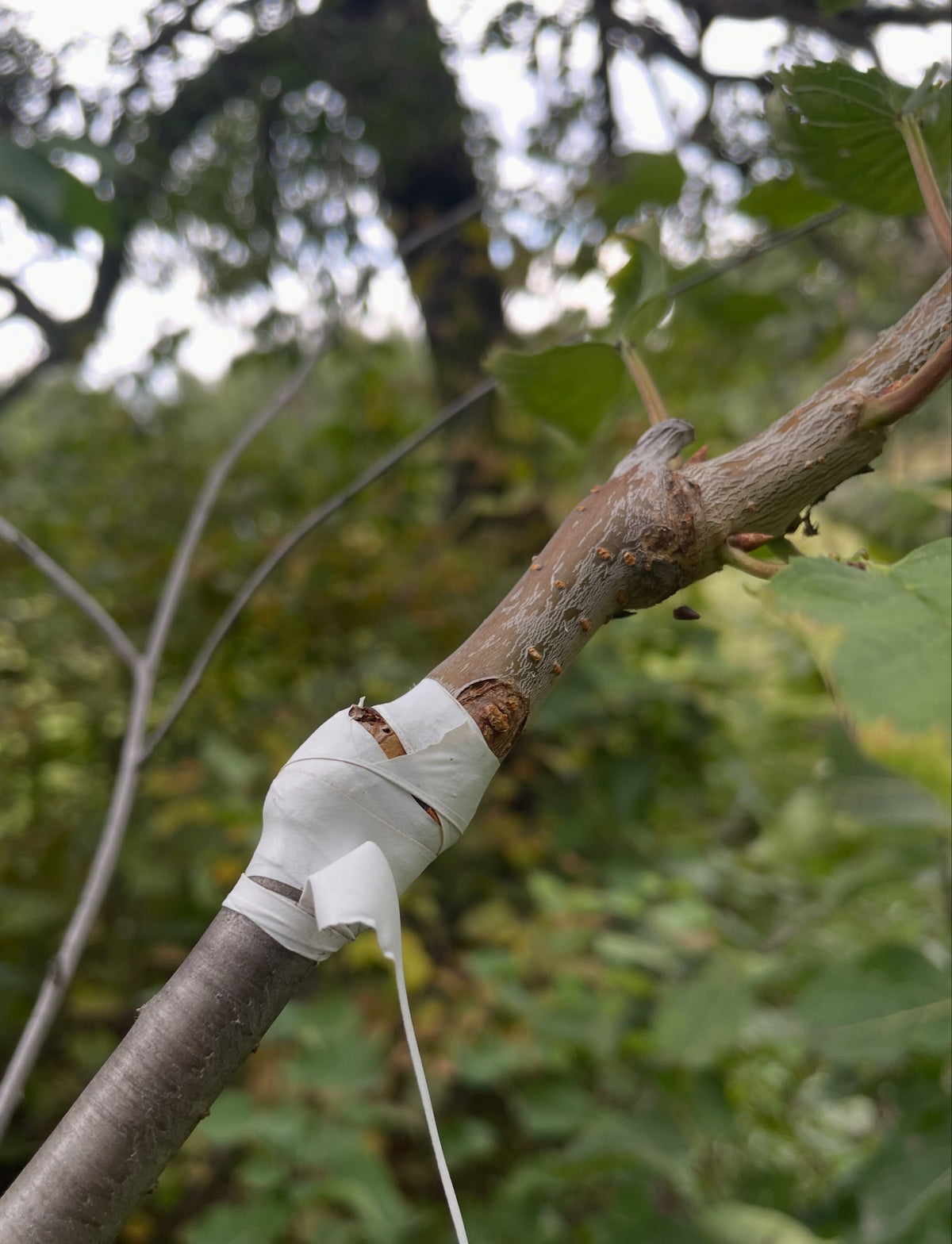 Sweet cherry grafts at the end of the season, photograph 6 of 7