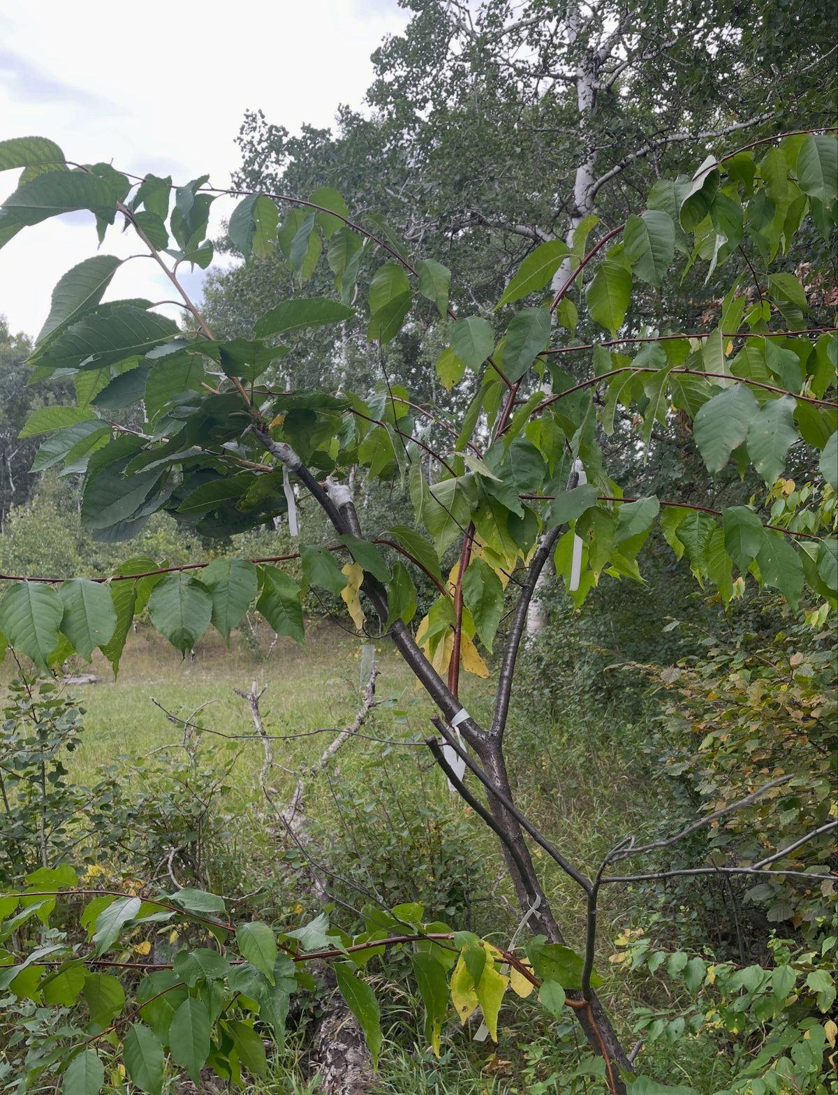 Sweet cherry grafts at the end of the season, photograph 7 of 7