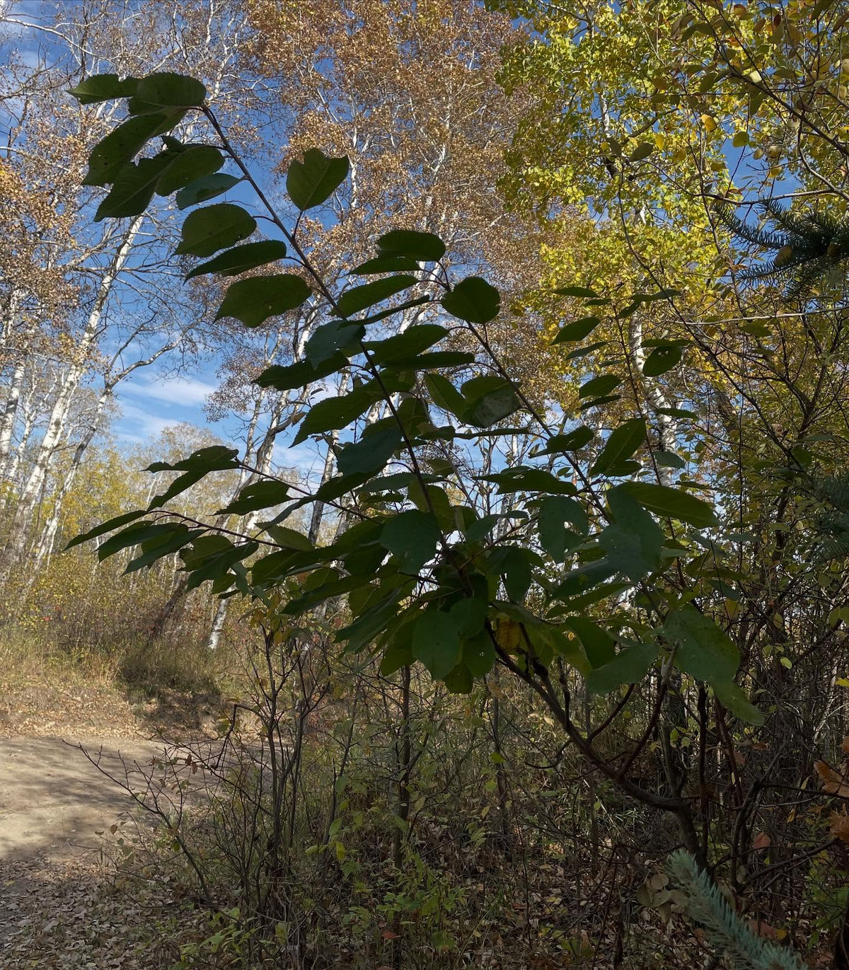 sweet cherry grafts onto pin cherry, in zone 3, image 1 of 10