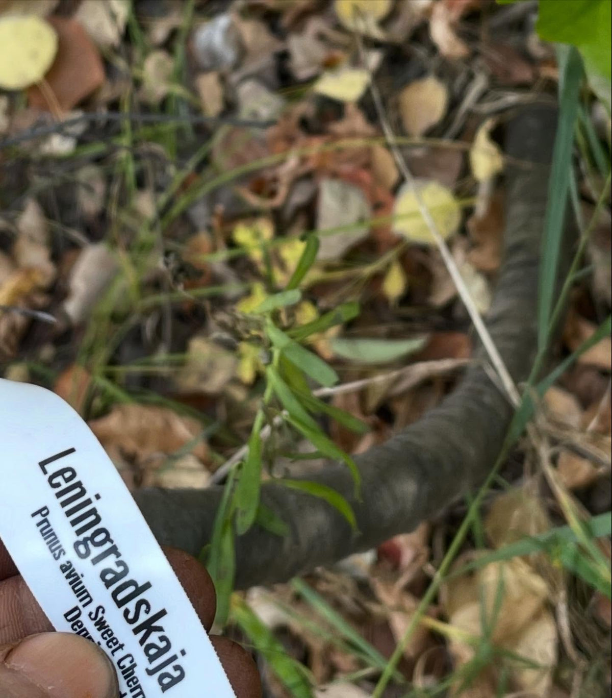 sweet cherry grafts onto pin cherry, in zone 3, image 2 of 10