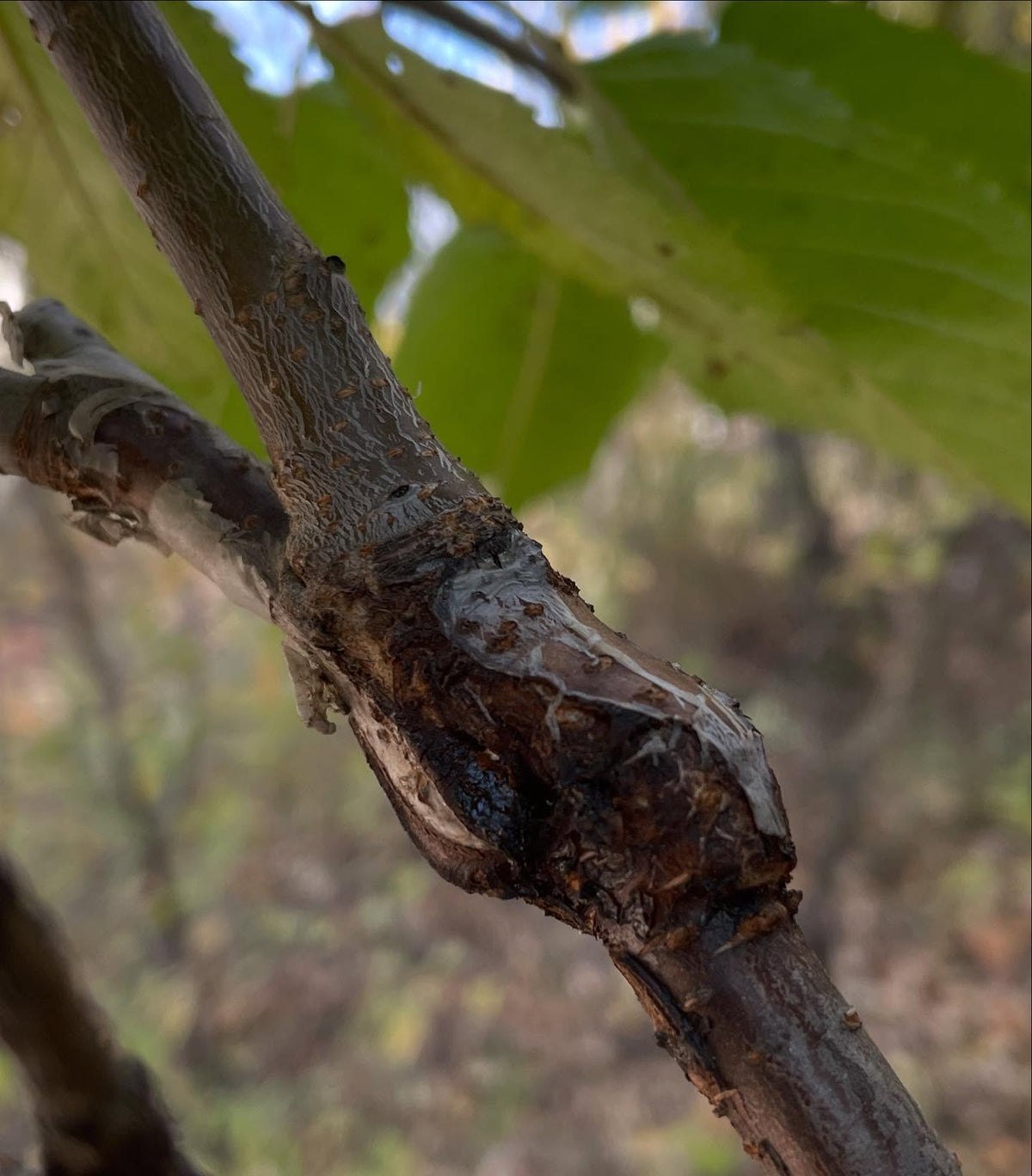 sweet cherry grafts onto pin cherry, in zone 3, image 3 of 10