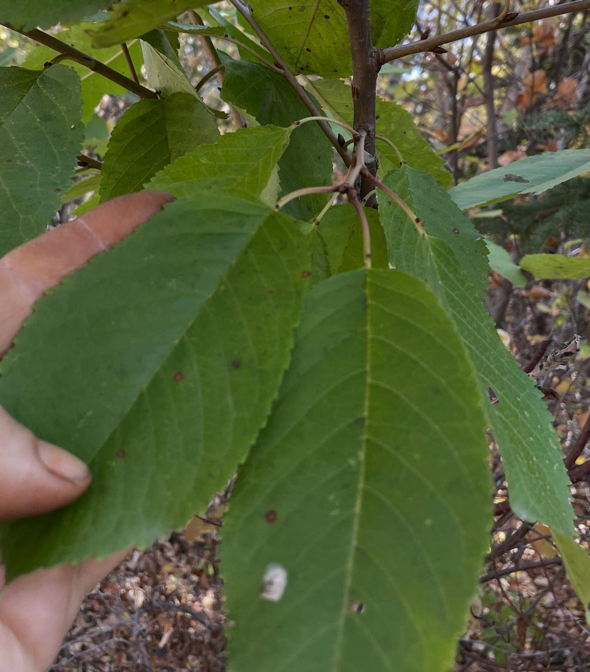 sweet cherry grafts onto pin cherry, in zone 3, image 5 of 10
