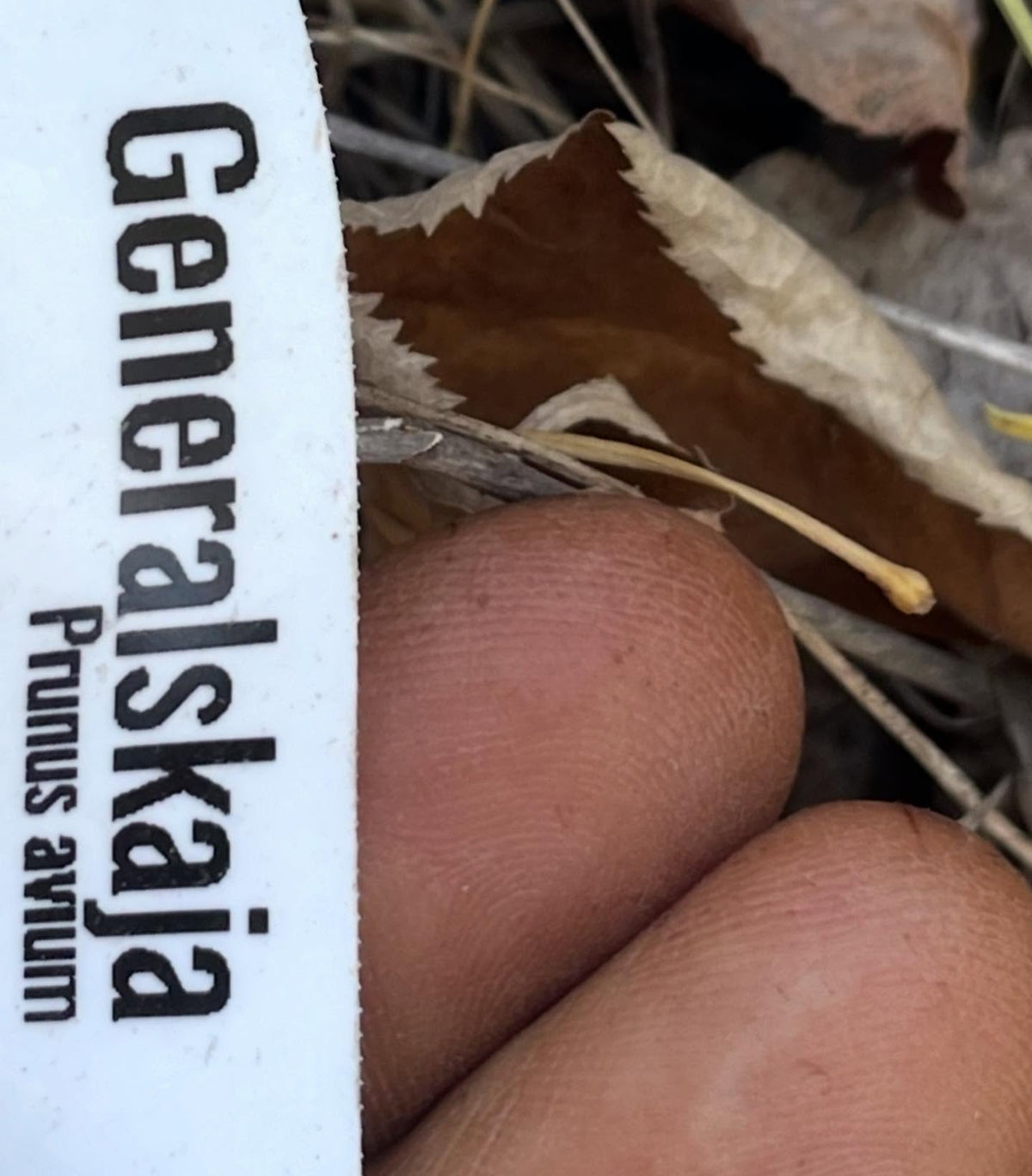 sweet cherry grafts onto pin cherry, in zone 3, image 6 of 10