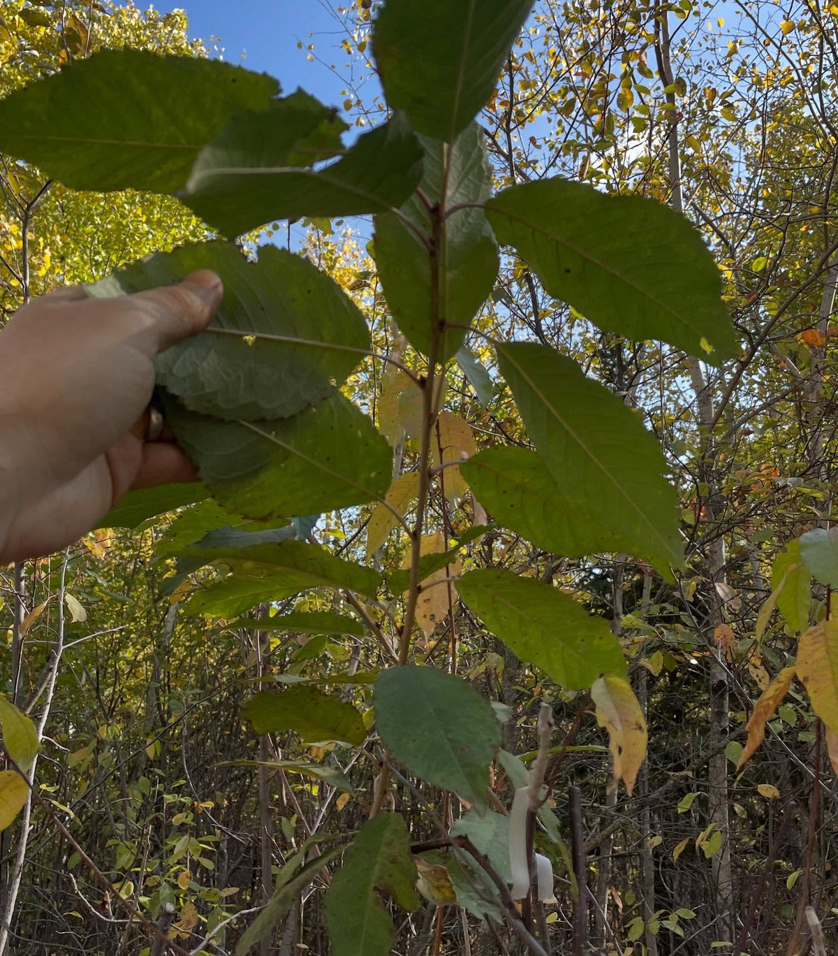 sweet cherry grafts onto pin cherry, in zone 3, image 7 of 10