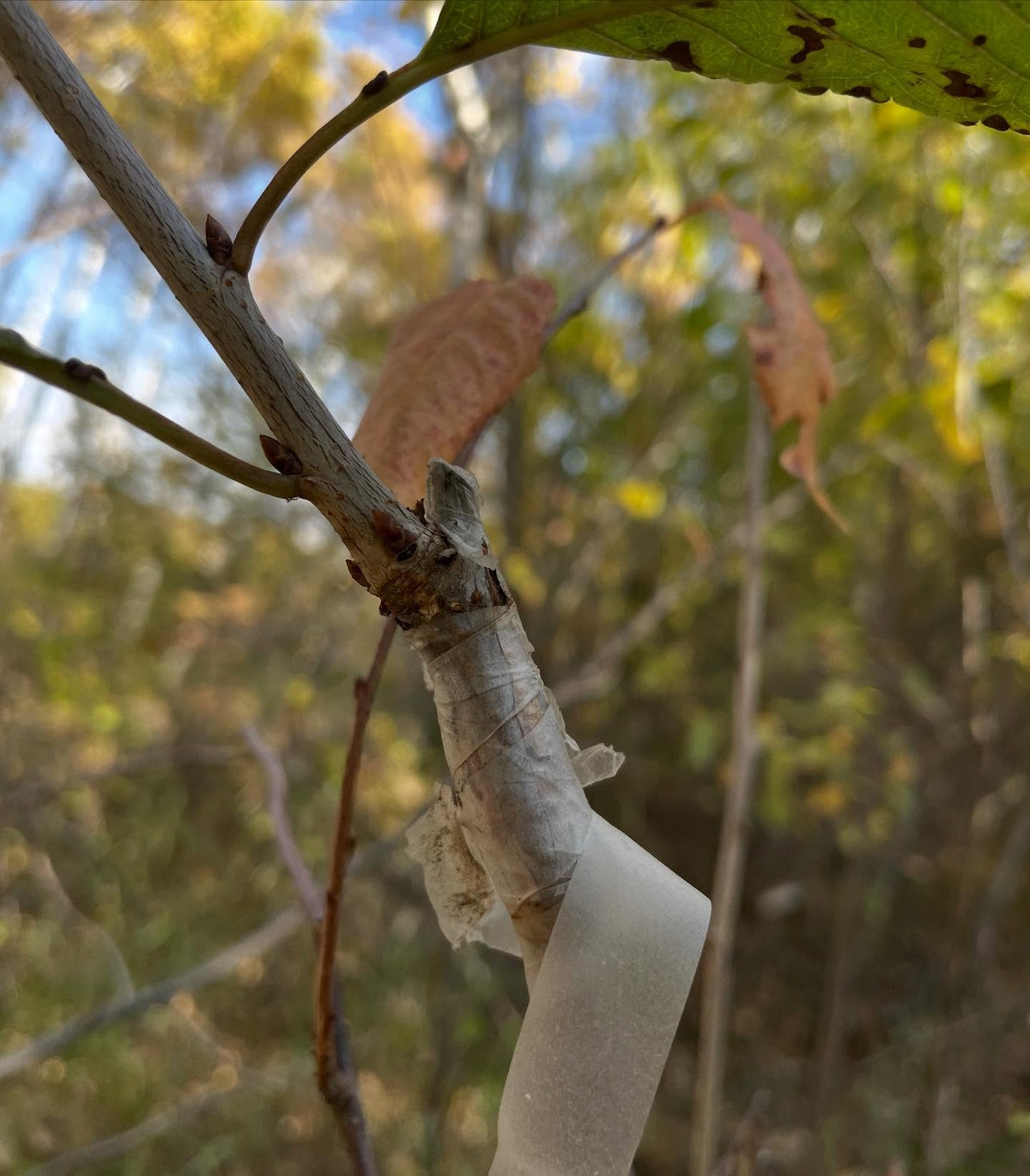 sweet cherry grafts onto pin cherry, in zone 3, image 8 of 10
