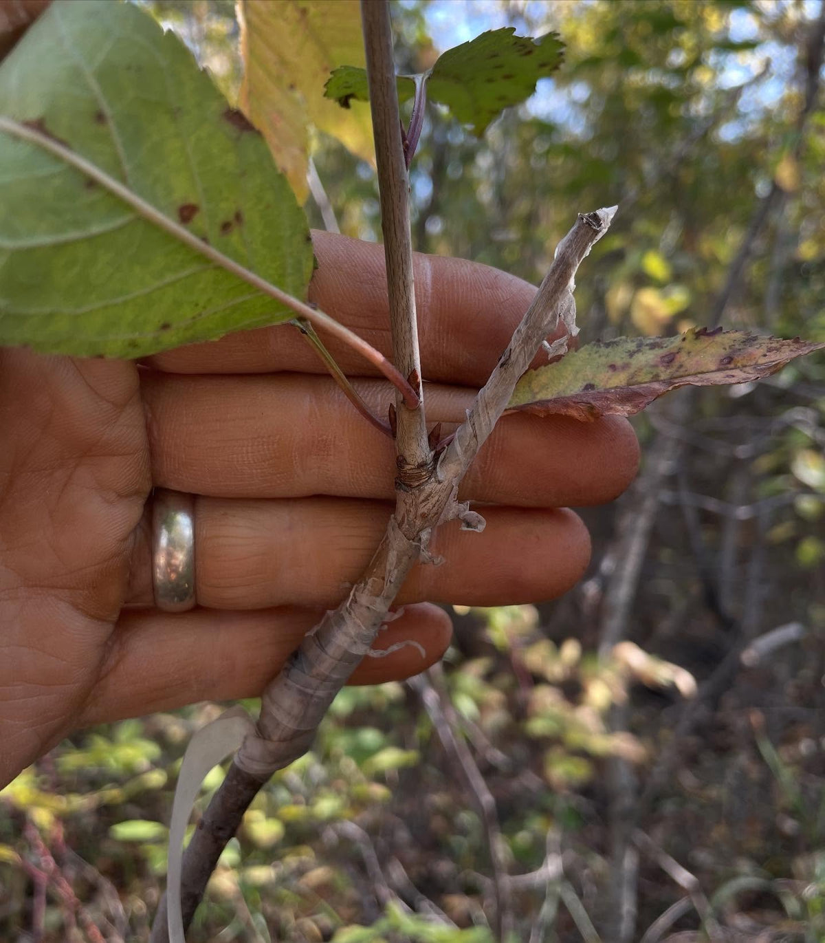 sweet cherry grafts onto pin cherry, in zone 3, image 10 of 10
