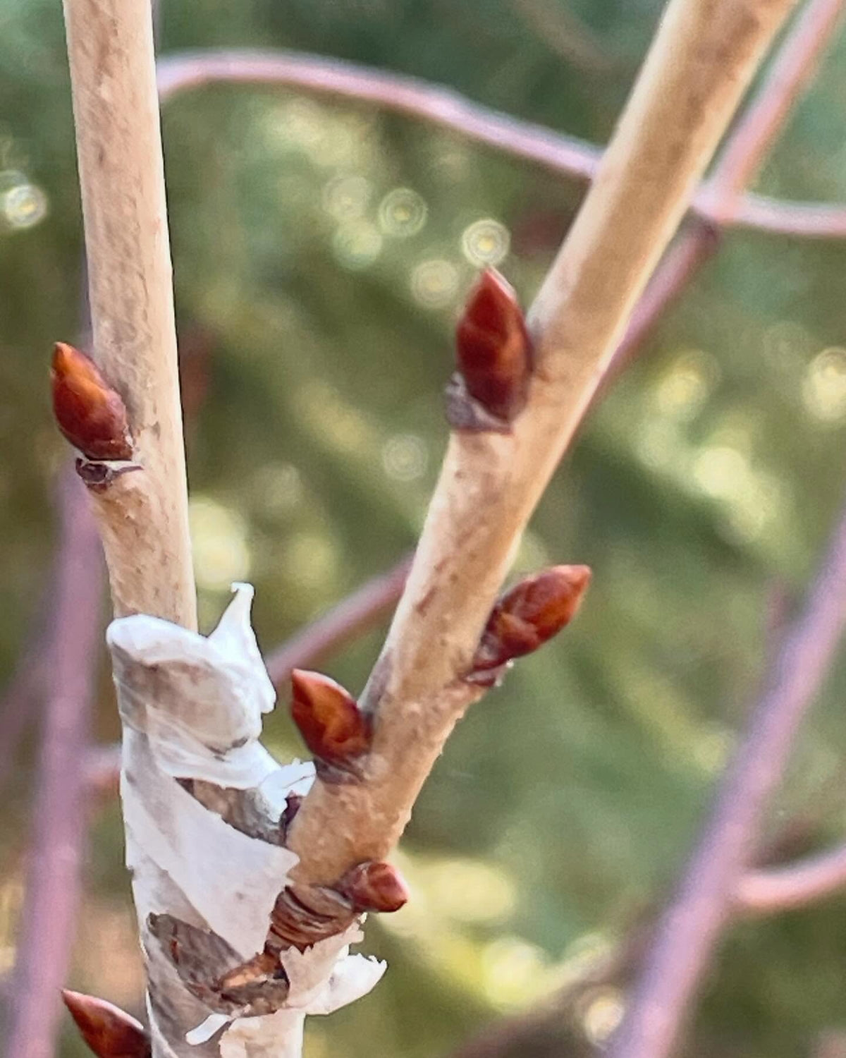 sweet cherry growing on pin cherry, image 2 of 5